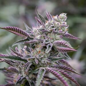 Hybrid strain category