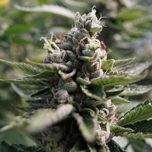 Sativa strain category