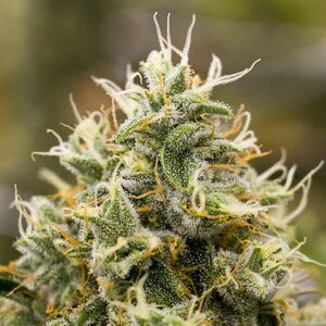 Indica strain category