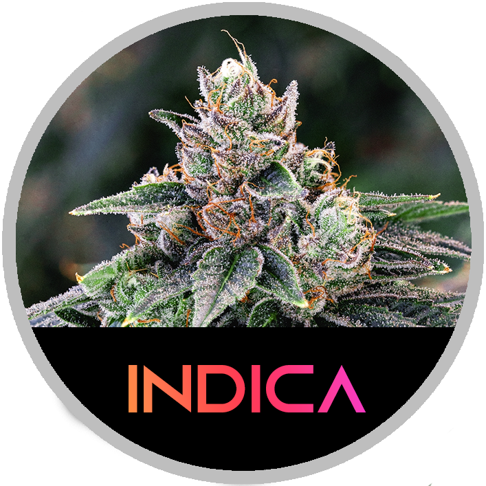 Indica